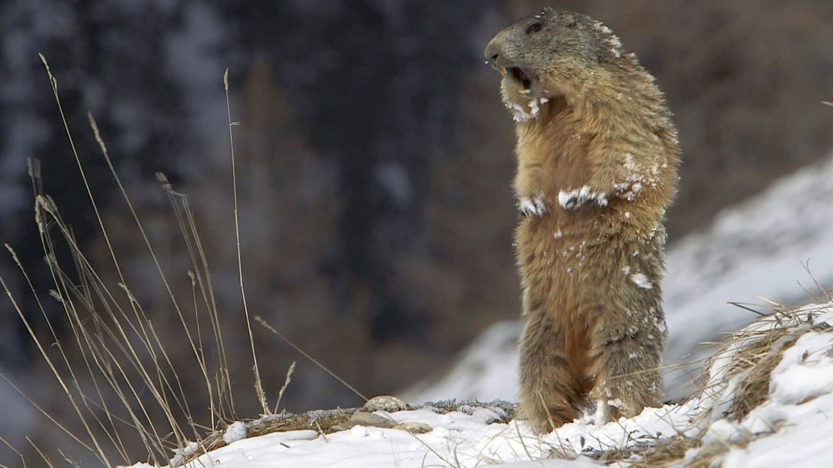 winter in den schweizer alpen - wie tiere überleben