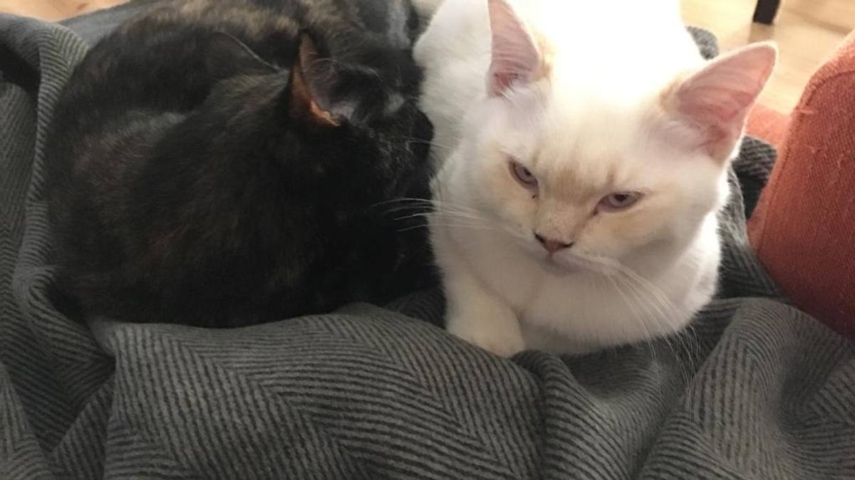 tierische freundschaften