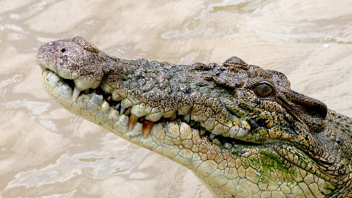australiens riesen-krokodile