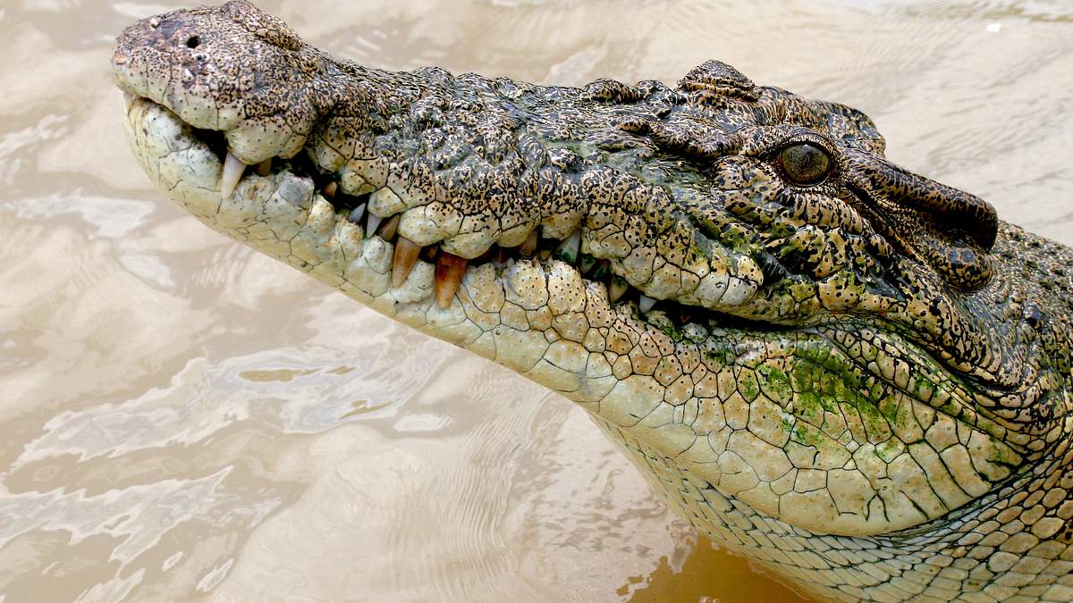 australiens riesen-krokodile
