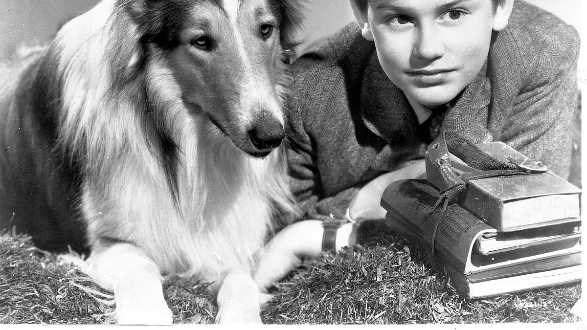 lassie - heimweh