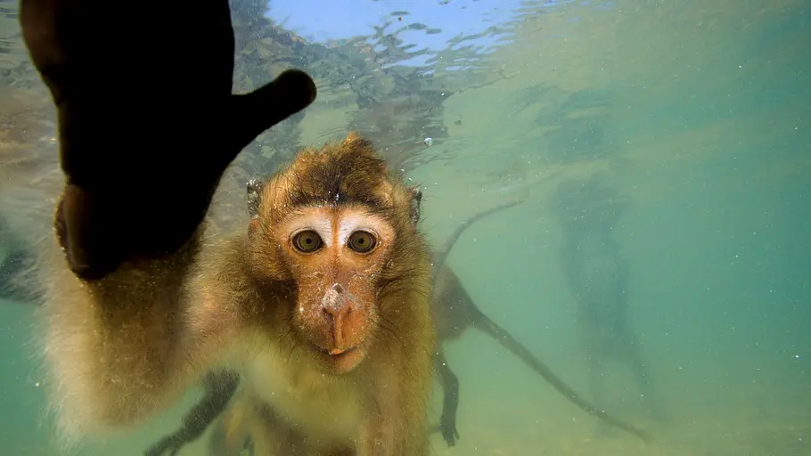 Affen in Thailand - Von wegen wasserscheu! affen in thailand - von wegen wasserscheu!