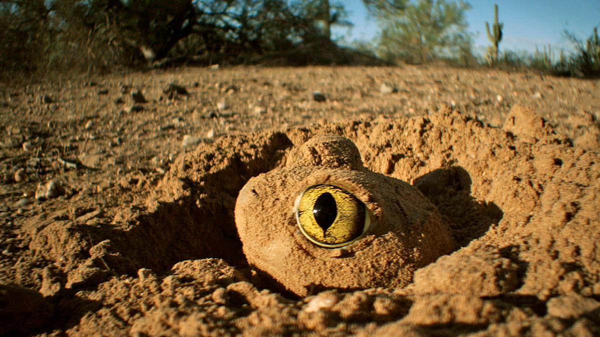 das wüstenparadies - zwischen felsen und kakteen