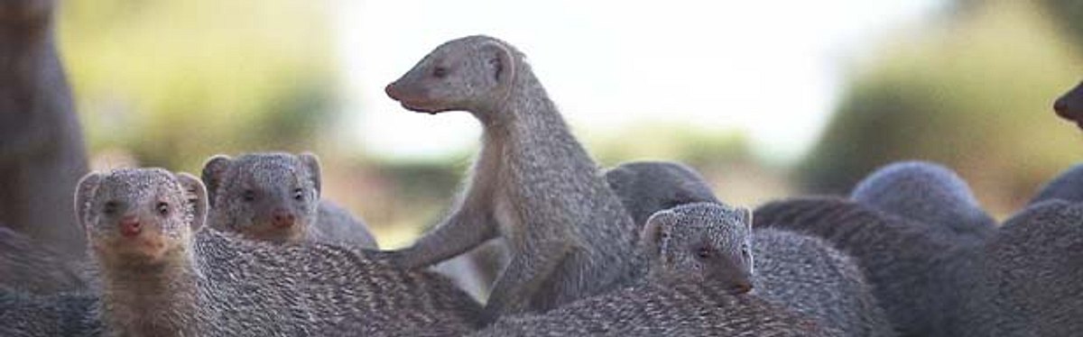 Das Waisenhaus für wilde Tiere - Abenteuer Afrika das waisenhaus für wilde tiere - abenteuer afrika
