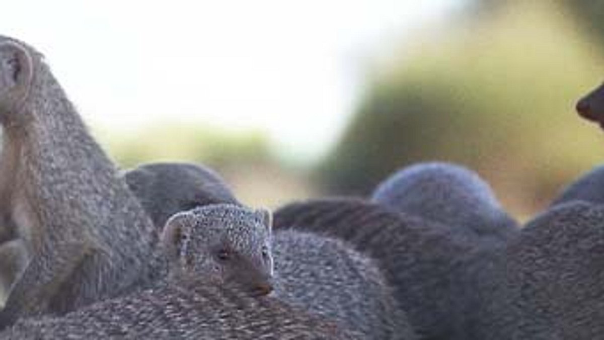 das waisenhaus für wilde tiere - abenteuer afrika