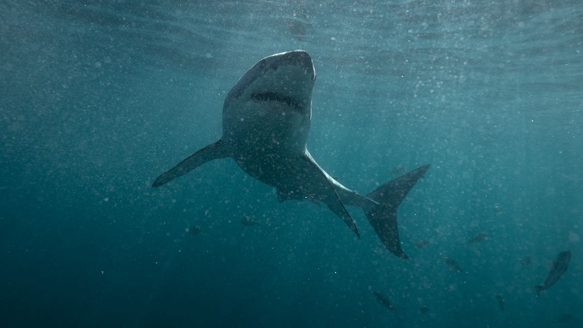 deadly jaws - gefahr am strand