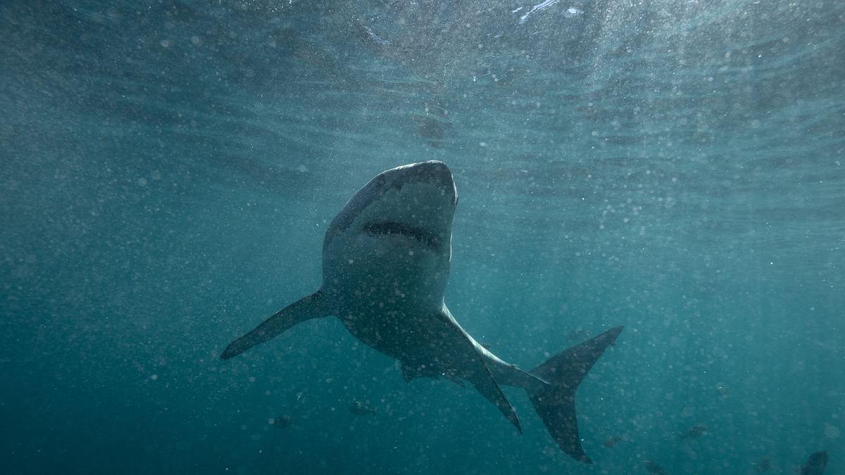 deadly jaws - gefahr am strand