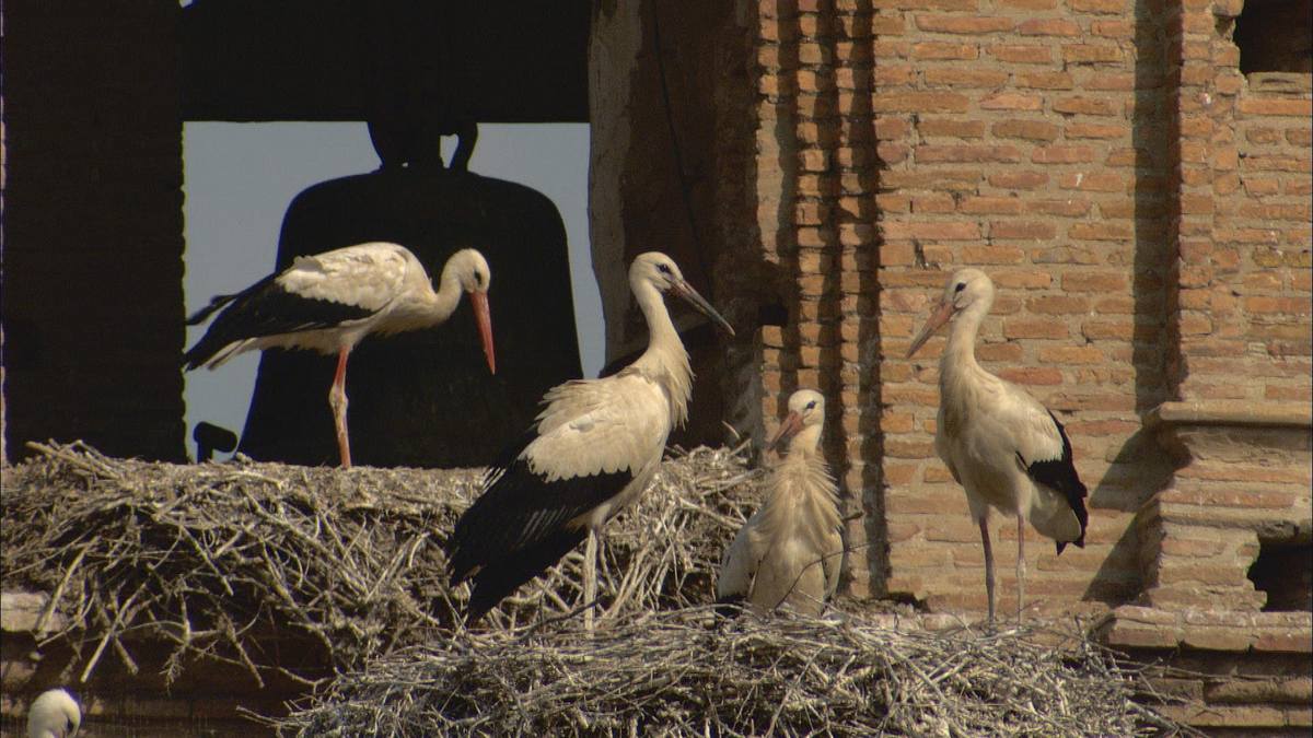 welt der tiere