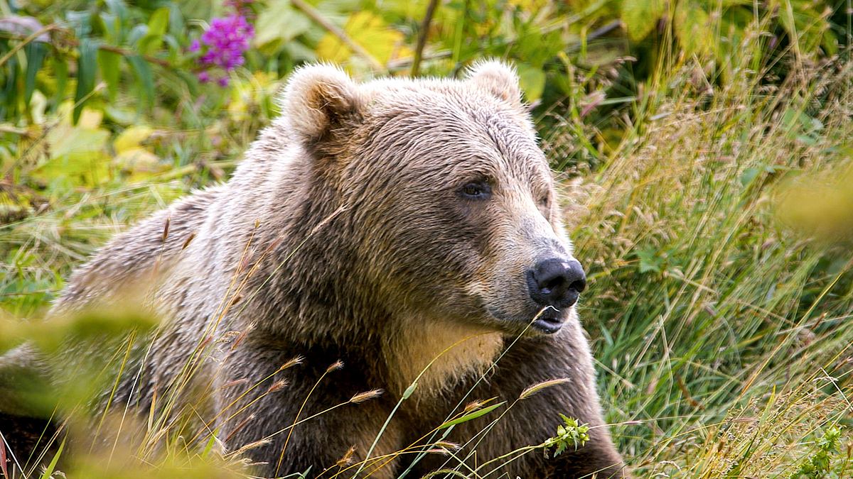 alaskas legendäre bären-insel - kodiak island