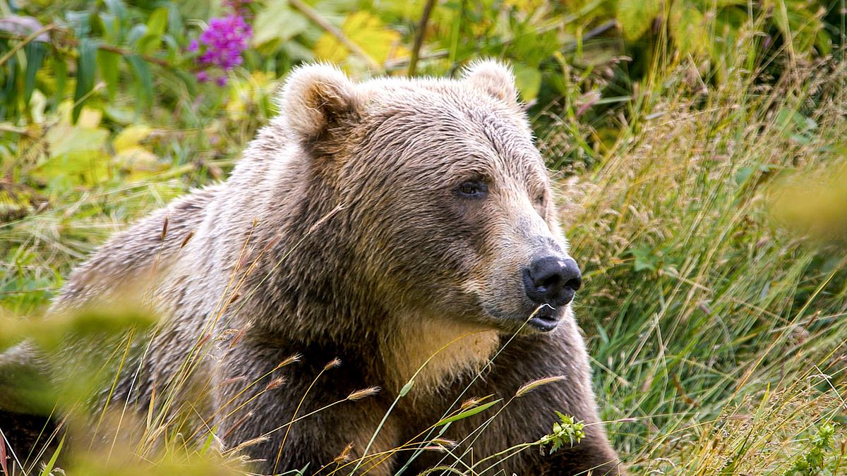 Alaskas legendäre Bären-Insel - Kodiak Island alaskas legendäre bären-insel - kodiak island