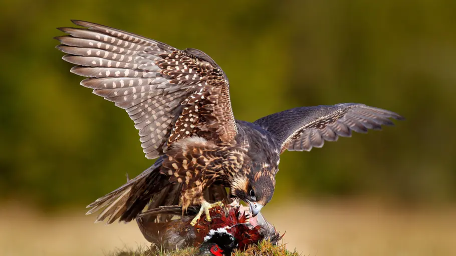 yorkshire: ein jahr in der wildnis
