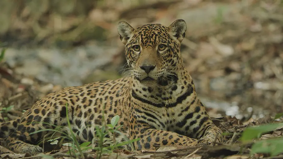 Guyana - Der Weg des Jaguars guyana - der weg des jaguars