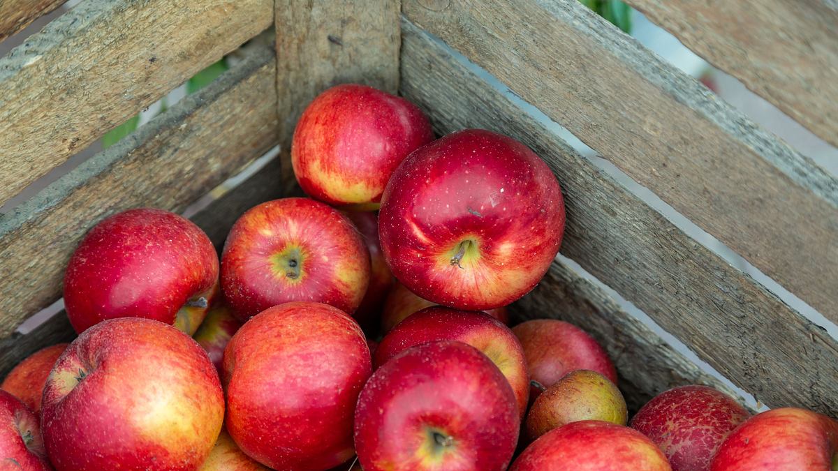 schnittgut. alles aus dem garten
