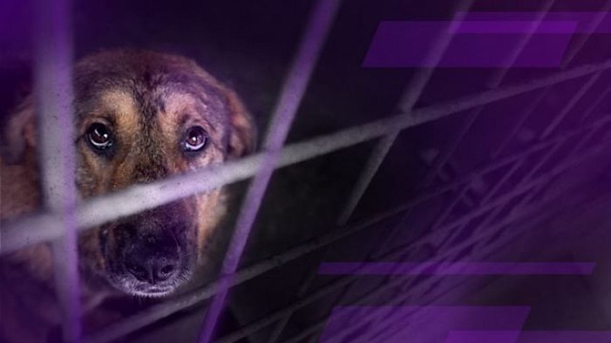 rescue roulette: dogs from abroad