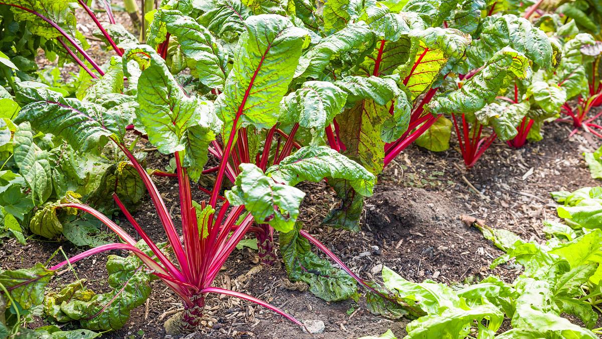 schnittgut. alles aus dem garten