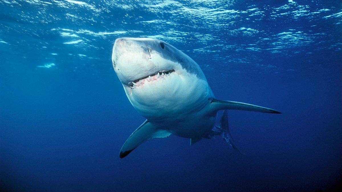 shark week