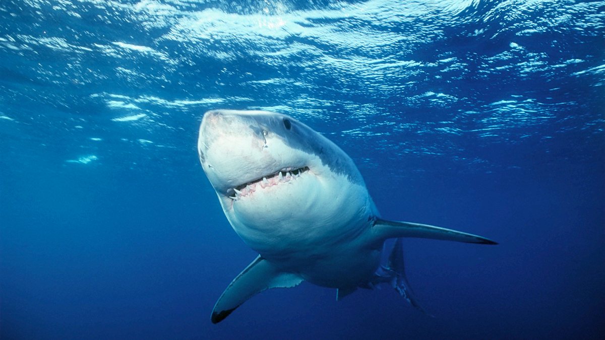 shark week