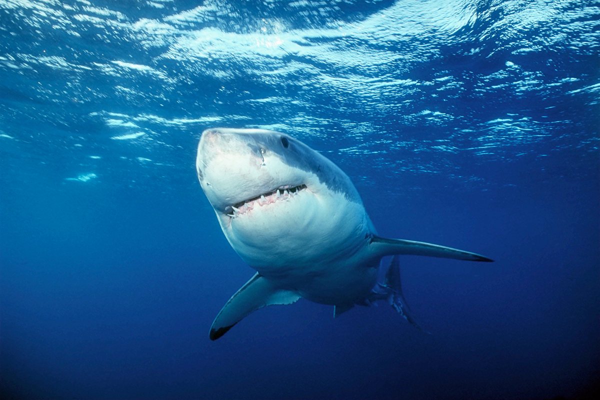 Shark Week shark week