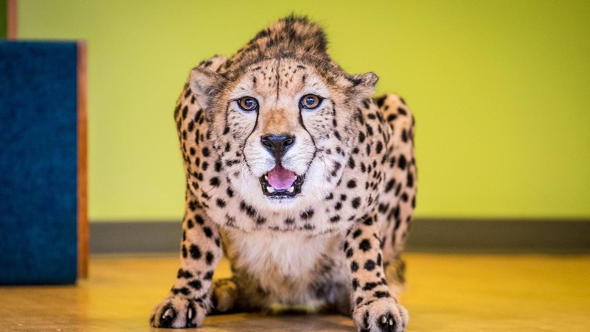bronx zoo - tierpark der superlative