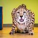 Bronx Zoo - Tierpark der Superlative Thumbnail
