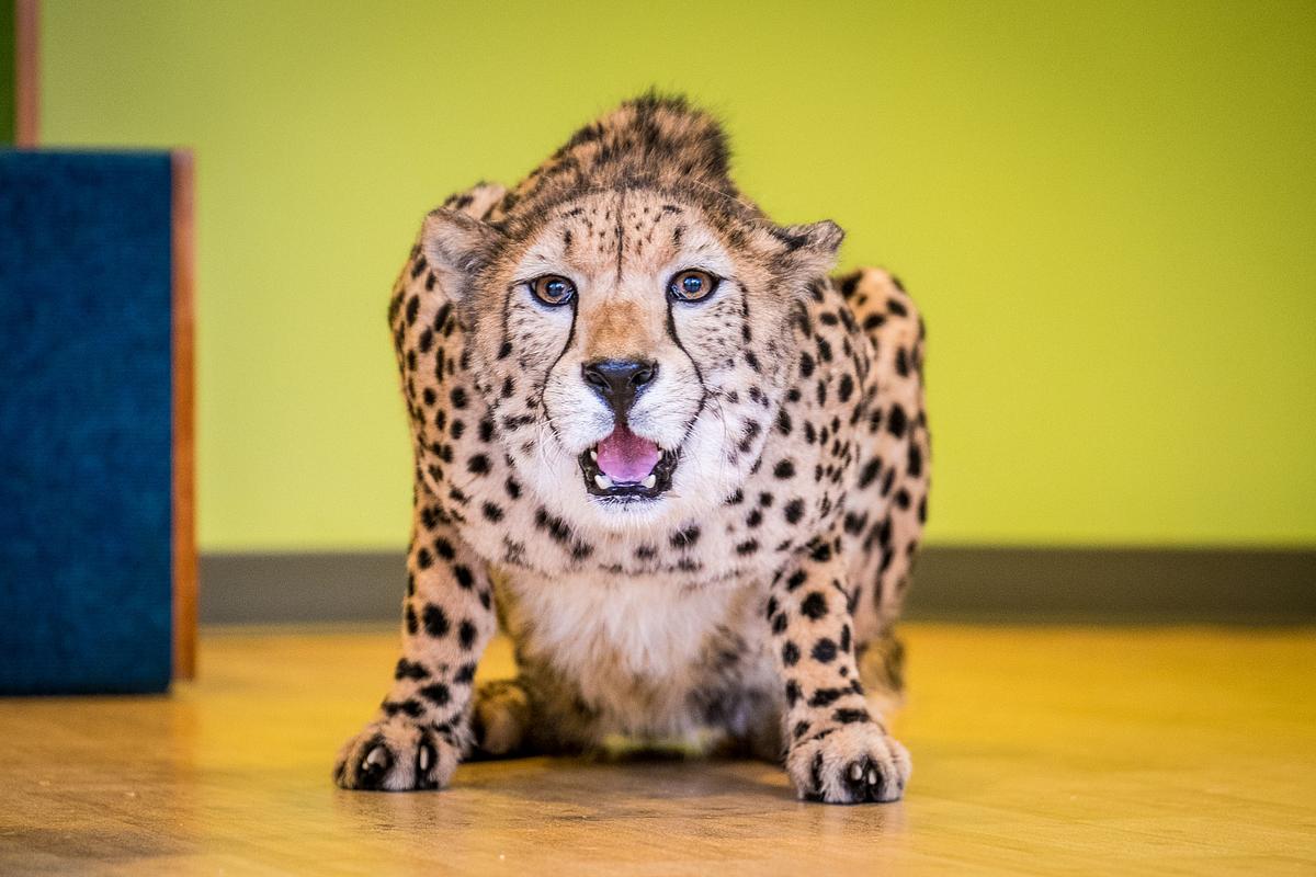 Bronx Zoo - Tierpark der Superlative bronx zoo - tierpark der superlative