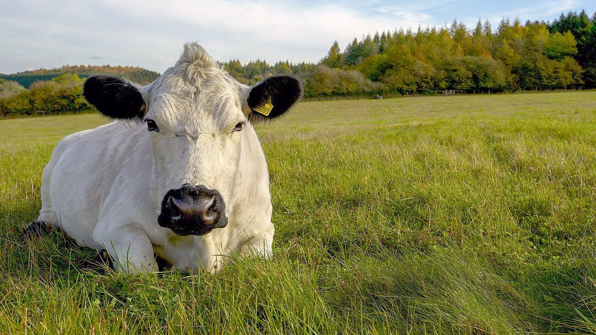 Das verborgene Leben der Bauernhoftiere das verborgene leben der bauernhoftiere