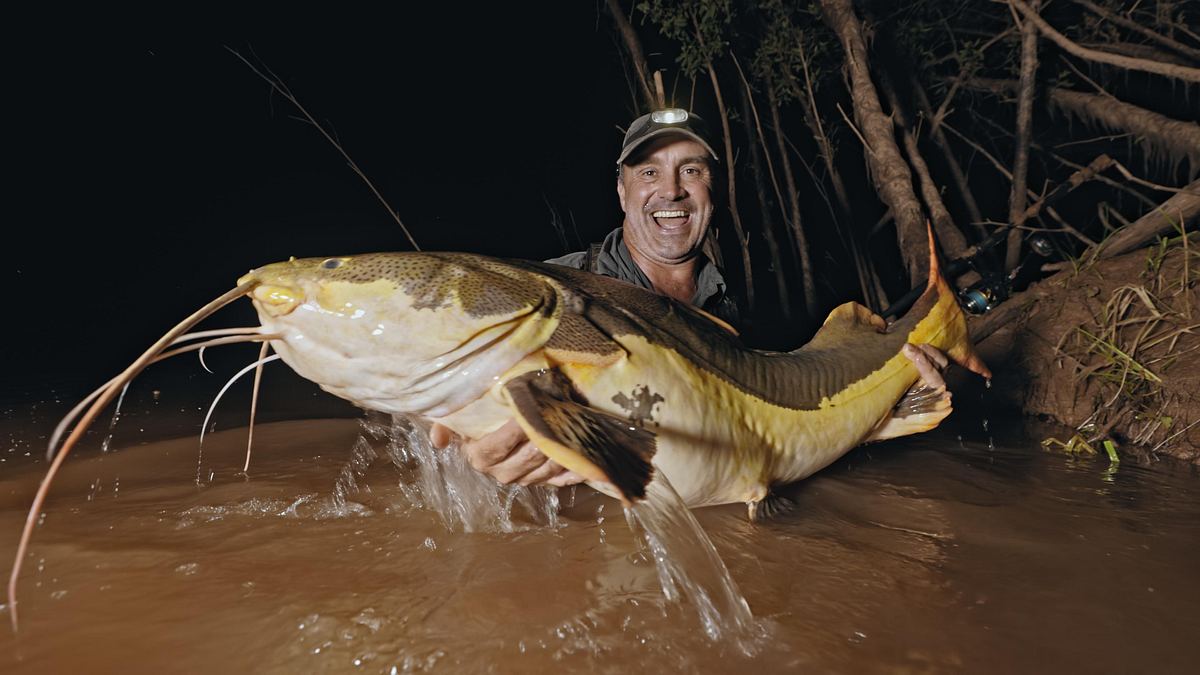 giganten unter wasser - riesenfischen auf der spur