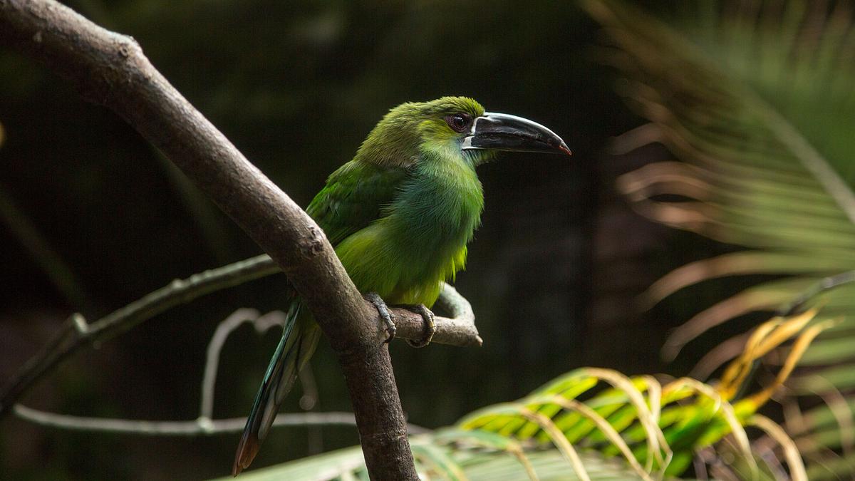 bronx zoo - tierpark der superlative