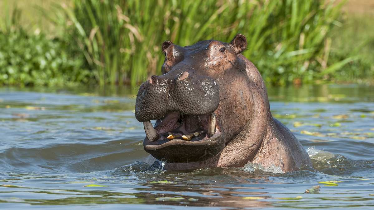 naked survival - ausgezogen in die wildnis