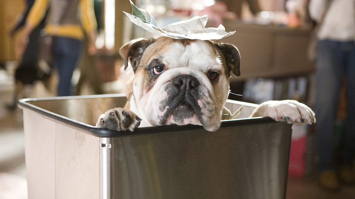 das hundehotel