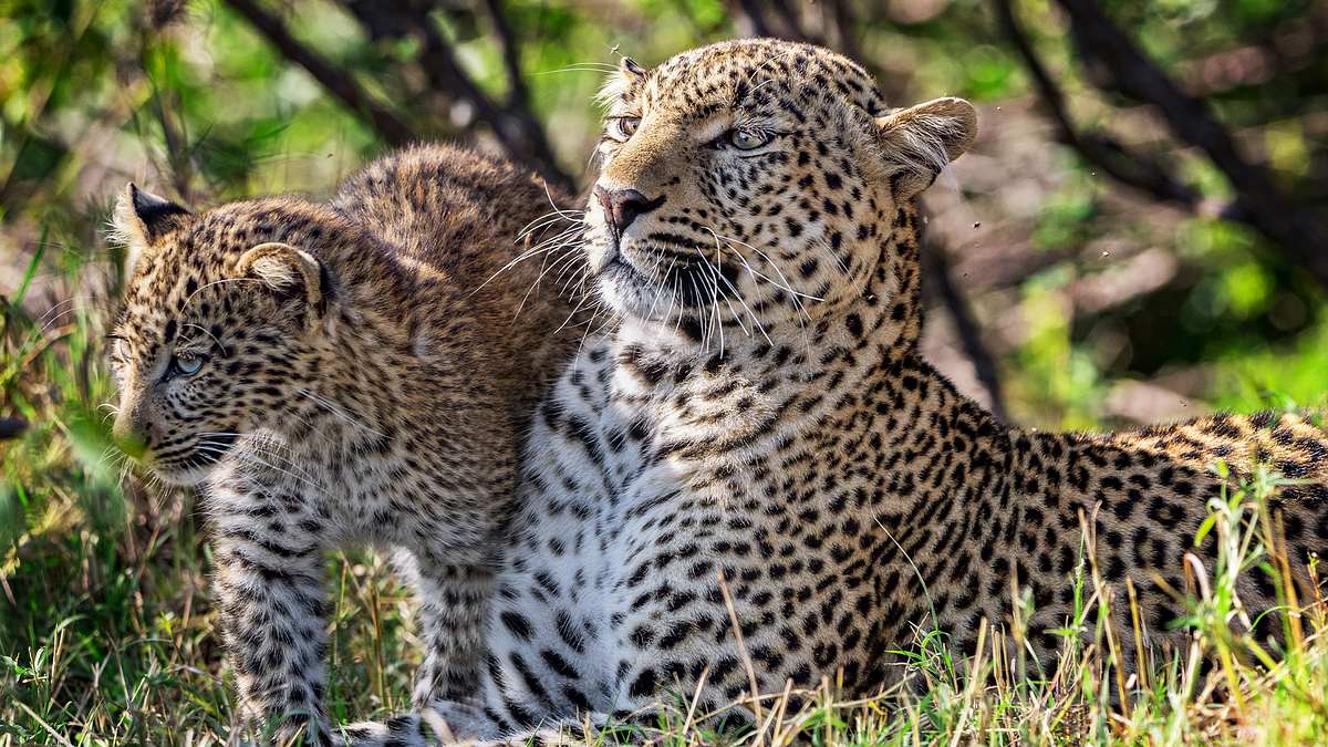 big cat tales - afrikas raubkatzen