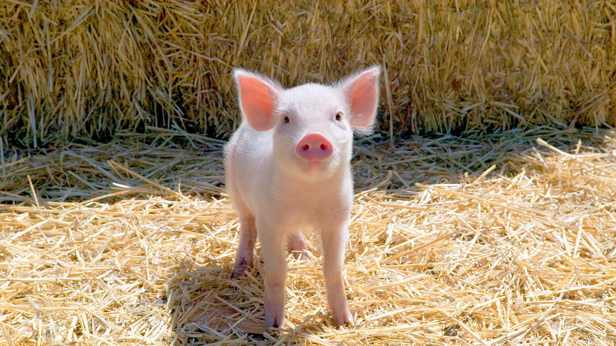 schweinchen wilbur und seine freunde