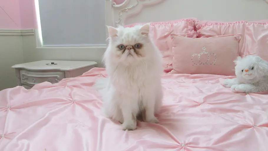 Der Katzenflüsterer der katzenflüsterer