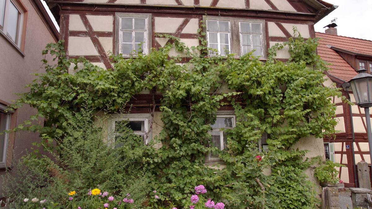 efeu, geißblatt und pfeifenwinde - begrünte häuser
