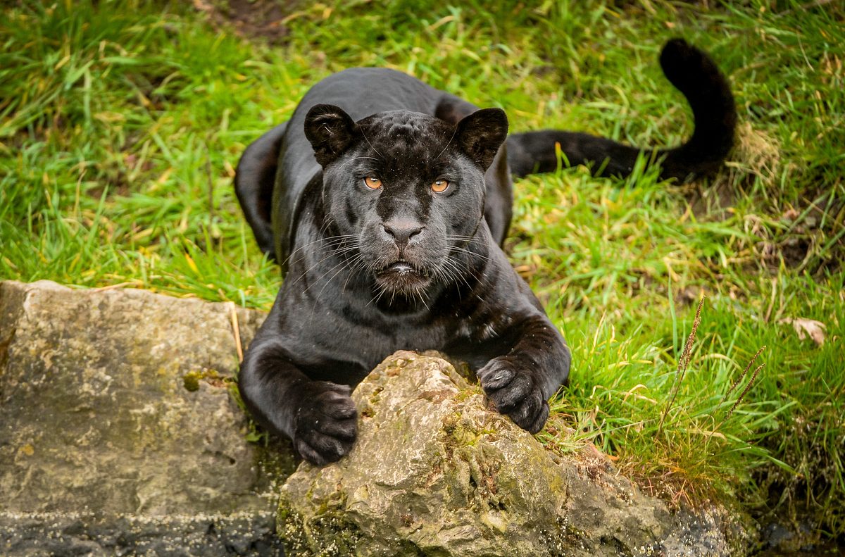 Zoo und so - Tierisch wild! zoo und so - tierisch wild!