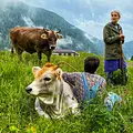 Das Trentino - Naturparadies in Norditalien Thumbnail