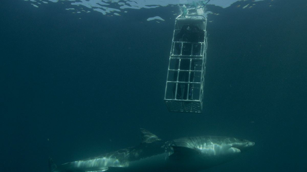shark week