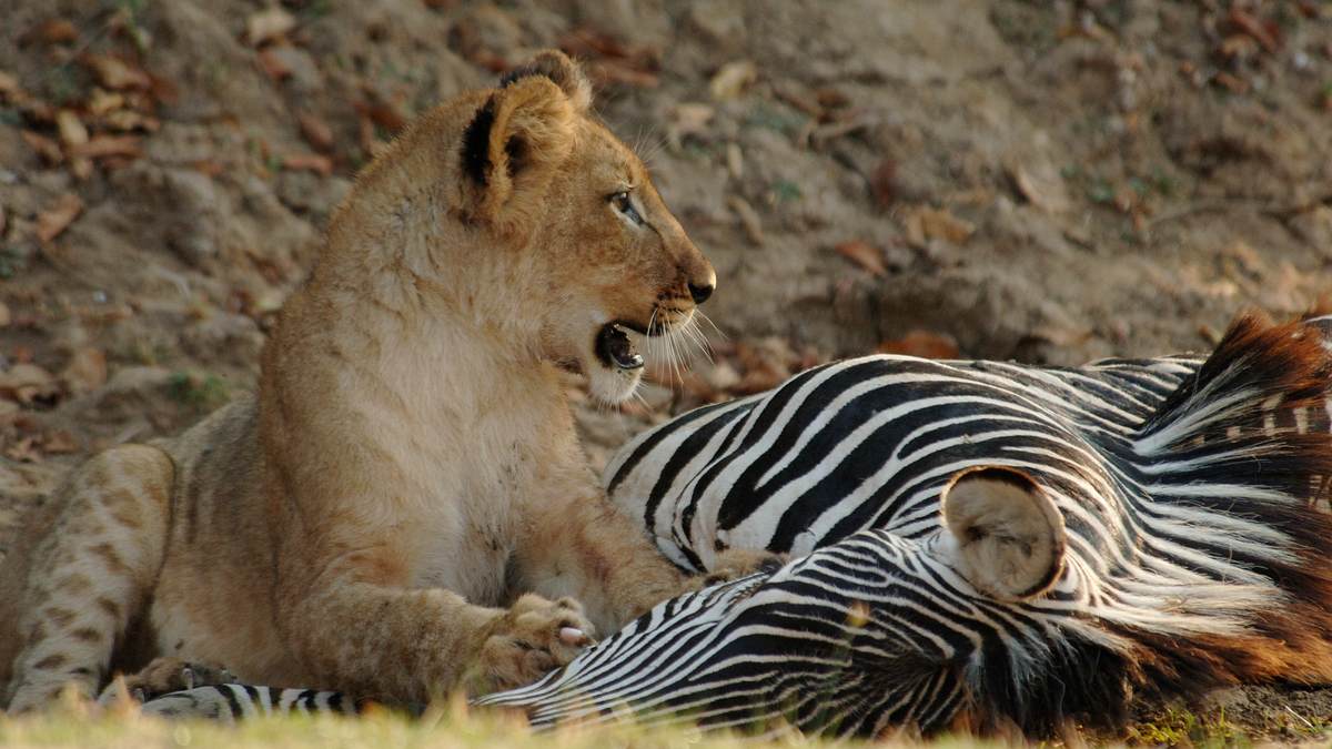 wildtiere vor der kamera