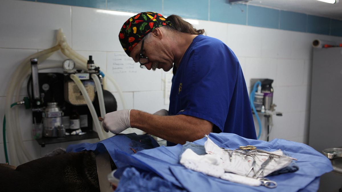 tierarzt dr. jeff