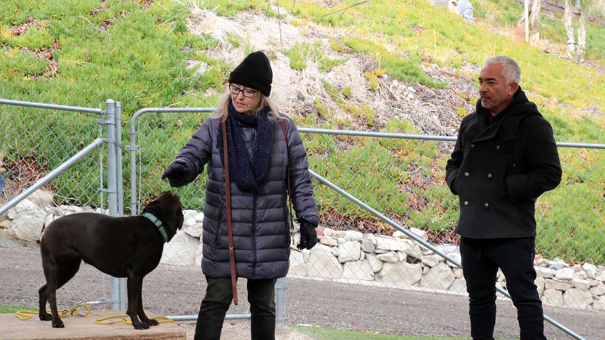 cesar millan: guter mensch, guter hund