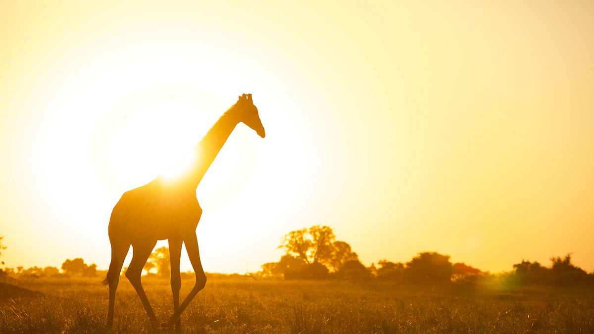 afrikas wilde tierwelt
