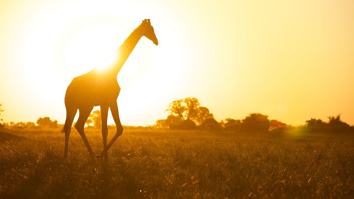 afrikas wilde tierwelt