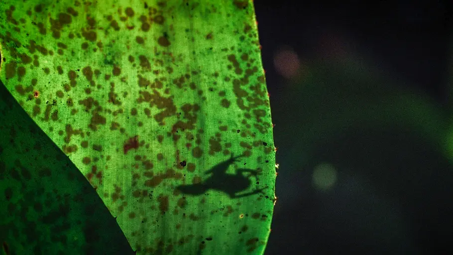 die verrückte welt der amphibien
