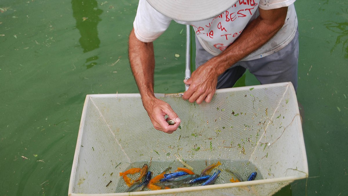 fish tank kings - gigantische wasserwelten