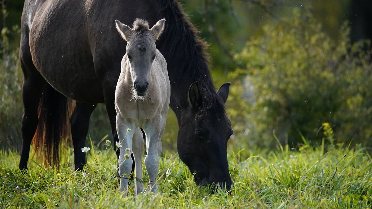 europas verborgene naturwunder