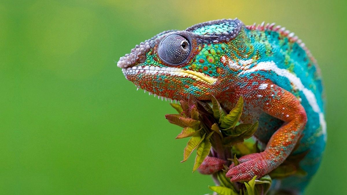 Madagaskar - Ein geheimnisvolles Wunder der Natur Madagaskar - Ein geheimnisvolles Wunder der Natur