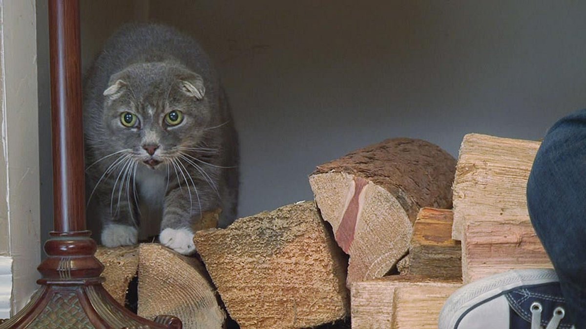 der katzenflüsterer