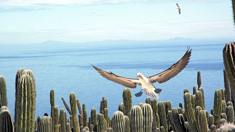 Baja California - Das andere Kalifornien baja california - das andere kalifornien