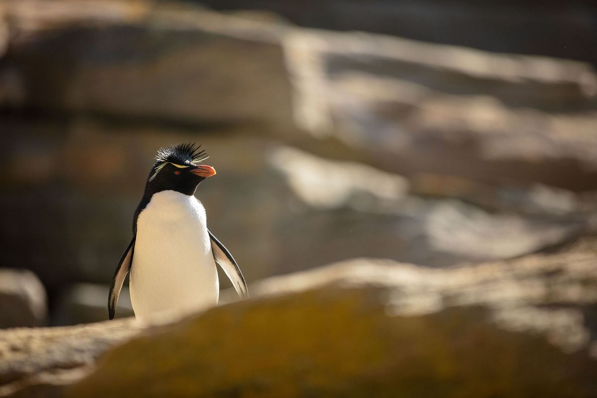 Unglaubliche Tierwanderungen unglaubliche tierwanderungen
