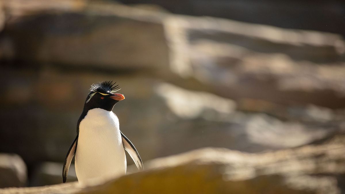 unglaubliche tierwanderungen